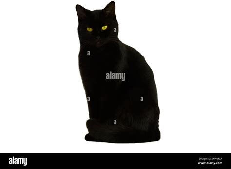 Black Cat In A White Background Unlucky Bad Luck Stock Photo Alamy