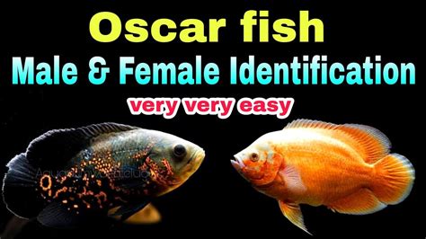 Guide To Identify Male And Female Oscar Fish Fish Gender Identification