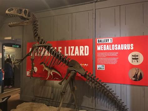 The Dinosaur Museum Dorchester All You Need To Know Before You