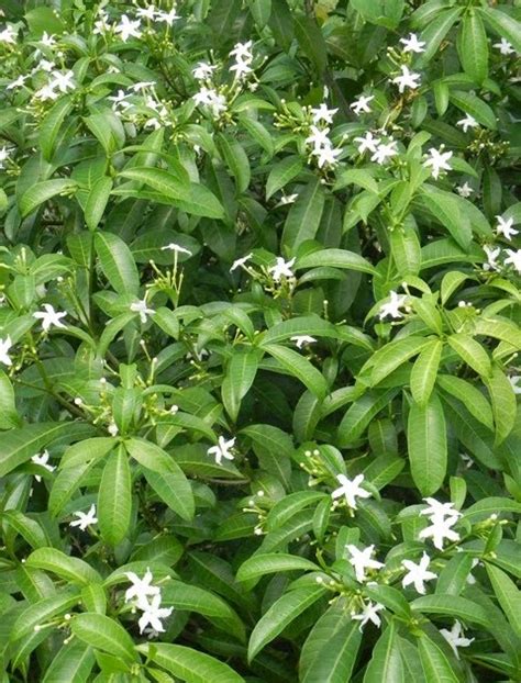 Our Philippine Trees Kampupot Sa Ilalim Ng Tulay