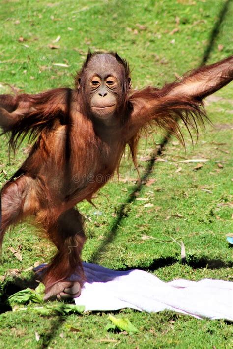 Bornean Orangutan stock image. Image of primate, body - 91695513