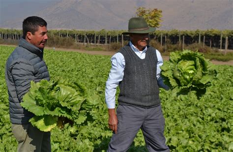 Indap Dispone Pago De Cr Ditos Mediante Transferencia Electr Nica Para