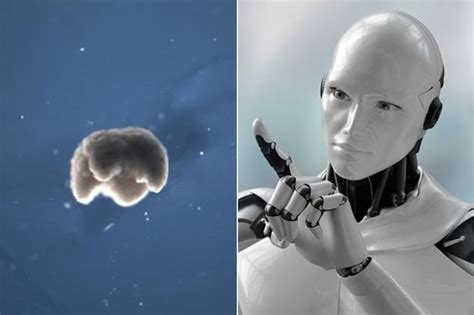 Meet The Xenobot Worlds First Living Self Healing Robots Created