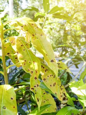 Mango Tree Diseases | LoveToKnow