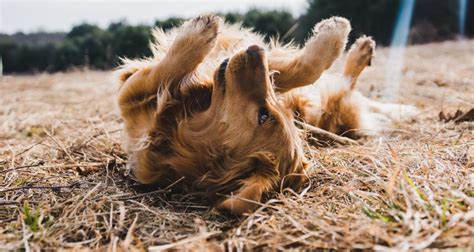 Cachorro se coçando muito 5 causas e o que fazer VetSaúde