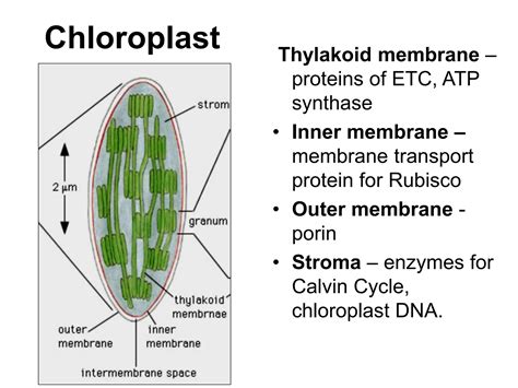 Tutorial 6 Mitochondria Andchloroplast Structute And Functionsppt Free Download