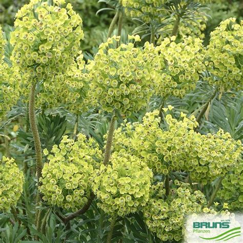 Euphorbia Characias Ssp Wulfenii Von Bruns Pflanzen