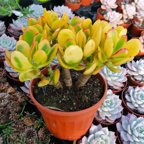 Crassula Ovata Hummel S Sunset Albero Di Giada Crassula Ovata