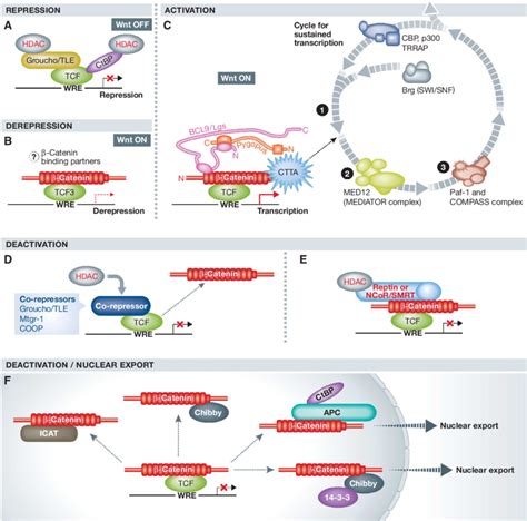 The Tcf B Catenin Transcriptional Switch A In An Unstimulated Wnt Download Scientific