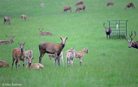 Deer Overview Interaction With Humans Deer Parks And Farms Wildlife