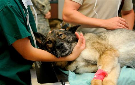 Qu Es La Insuficiencia Renal En Perros Nunpet