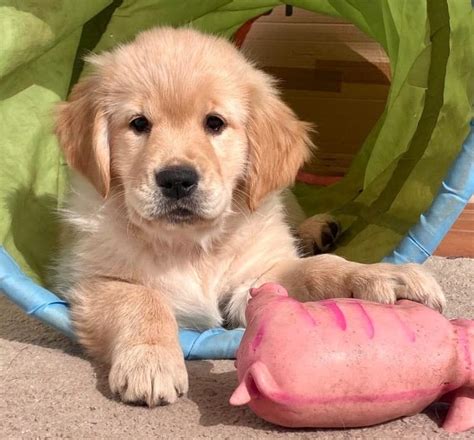 Golden Retriever Kaufen Und Welpe Aus Obertshausen DeineTierwelt