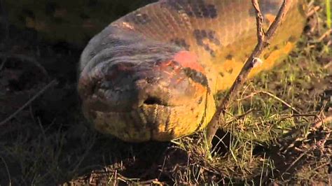 Anaconda Killer Big Snake Videos Youtube