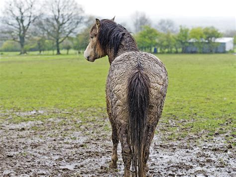 Rain Rot Horse Skin Conditions And Rain Rot Treatments 46 Off