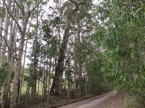 Australia S Largest Trees Big Tree Giant Trees Australia S Biggest