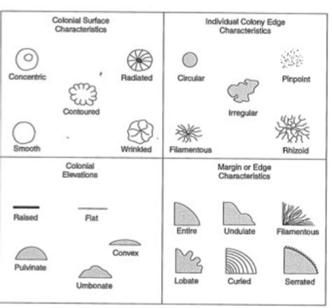 Solved 5.1. Describe the colony morphology of the | Chegg.com