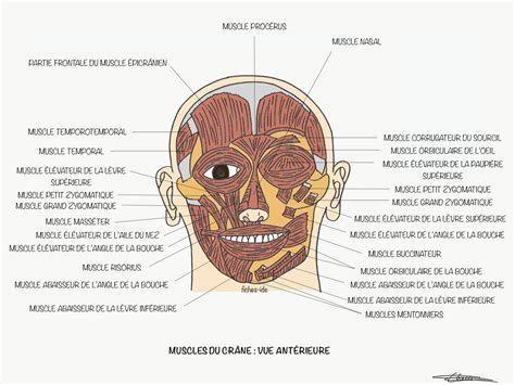 Muscles Du Cr Ne Vue Ant Rieure Fiches Ide