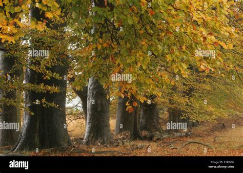 Line Of Beech Trees With Autumn Foliage Stock Photo Alamy