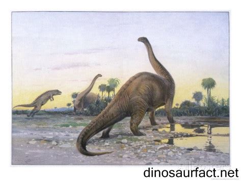 Brontosaurus dinosaur