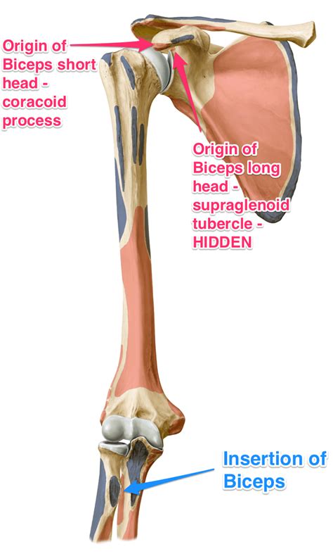 The Biceps Brachii Muscle - Yoganatomy