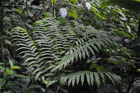 Marattia Weinmanniifolia Ferns And Lycophytes Of The World