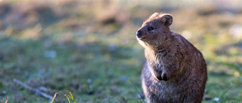 Quokka Wiki Everything You Need To Know About Quokkas