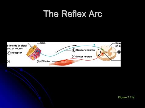 The Nervous System Ppt Download