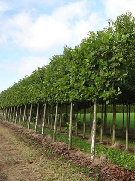 Platane Hochstamm Spalier H B T Stamm Cm Platanus