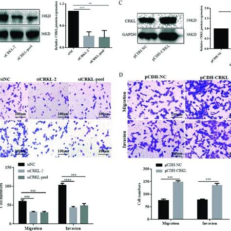 Crkl Enhanced The In Vitro Migration And Invasion Capacities Of 786 O