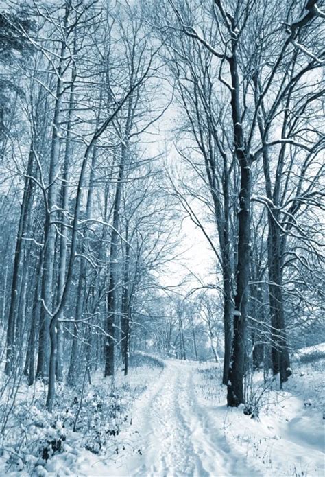 Laeacco Winter Snow Forest Pathway Scenic Photography Backdrops Vinyl