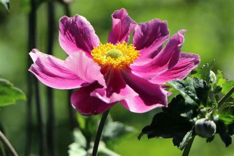 Japan Herbst Anemone Prinz Heinrich Beste Sorten And Stauden Wissen