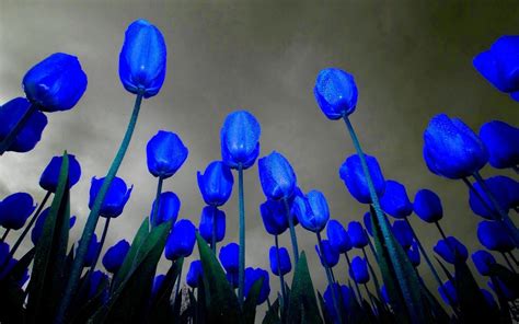 Blue Tulips Wallpapers Top Free Blue Tulips Backgrounds Wallpaperaccess