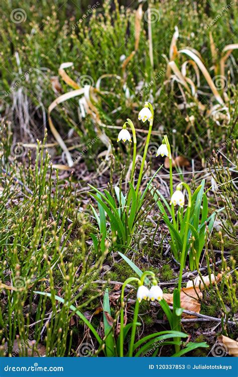 Snowdrops. the First Spring Flowers Stock Image - Image of head ...