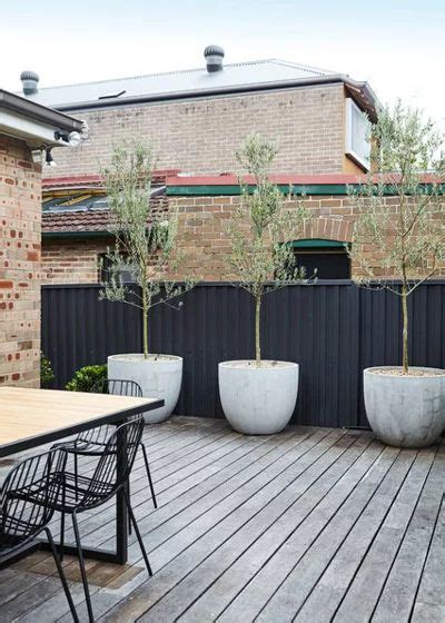 10 Top Trees To Grow In Containers Potted Plants Outdoor Backyard Landscaping Backyard