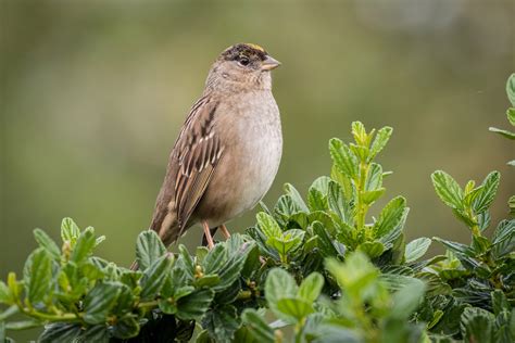 Golden-crowned Sparrow | Audubon Field Guide