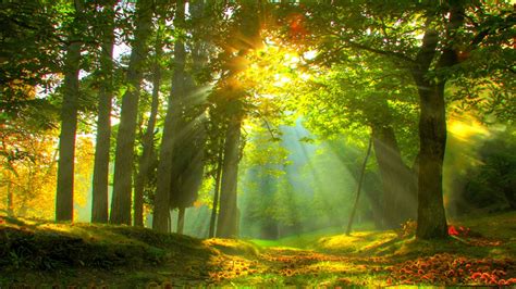 Beautiful Forest Scenery View With Sunbeam HD Forest Wallpapers | HD ...