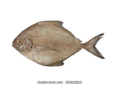 Pomfret Fishing Images Stock Photos D Objects Vectors