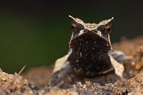 The Malayan horned frog has remarkable camouflage; its color and form ...