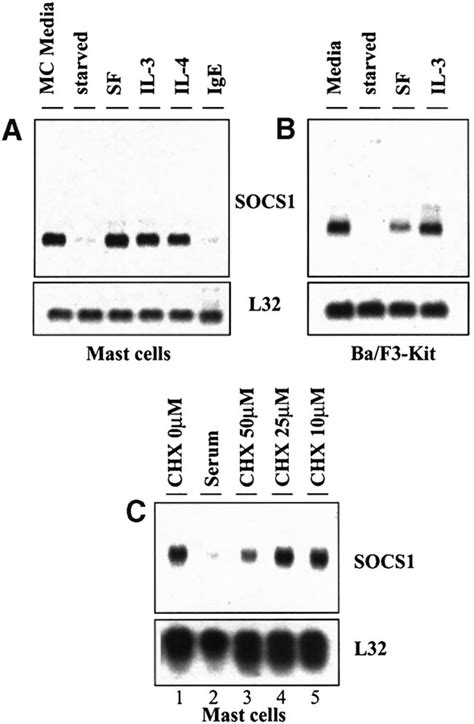 Socs1 Binds To Multiple Signalling Proteins And Suppresses Steel Factor