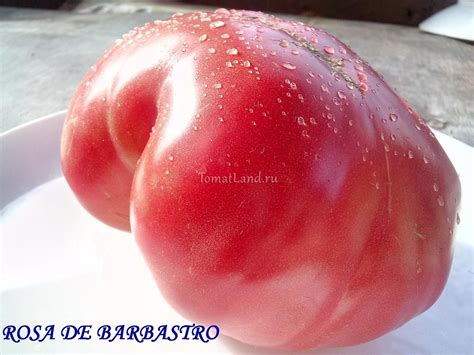 Томат Розовый из Барбастро: описание сорта, отзывы, фото | tomatland.ru