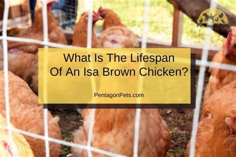 How To Raise And Care For Isa Brown Chicken Pentagon Pets