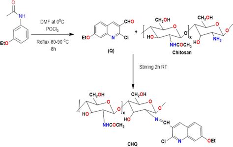 Synthetic Pathway For Synthesis Of Chitosan Quinoline Schiff Base