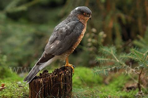 Sperber Accipiter nisus aus Vögel p17042 fokus natur de