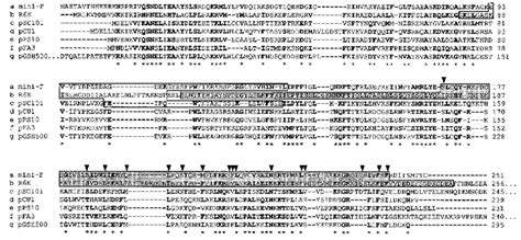 Amino Acid Sequence Alignment Of Repe With Other Initiator Proteins