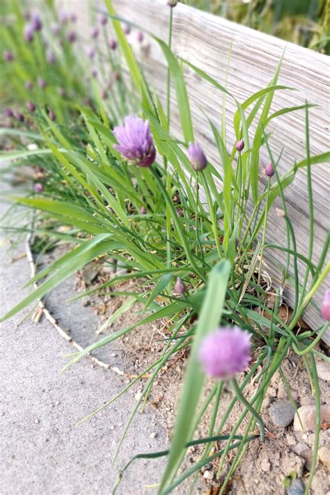 Planting Growing And Harvesting Chives The Lavender Homefront