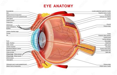 Human Eye Anatomy Organ Inside Structure Poster Eye Anatomy Etsy