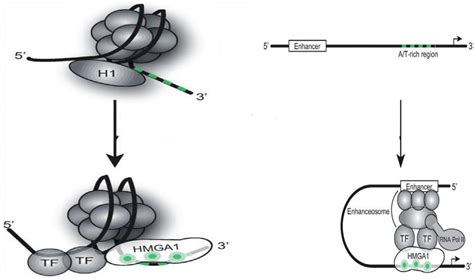 A Hmga Proteins Displace Histone H From The Chromatin Hmga Binding