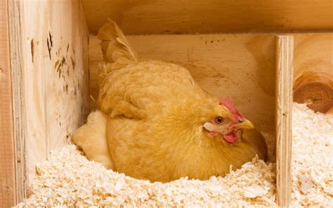 Golden Sex Link Chickens Breed Profile And Facts Learnpoultry