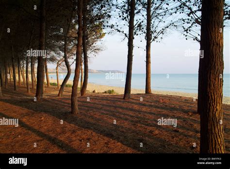 Beach Coast Coast Wood Eraclea Minoa Italy Europe Mediterranean Mood