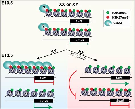 H3k27me3 Antibody Cell Signaling Technology Inc Bioz